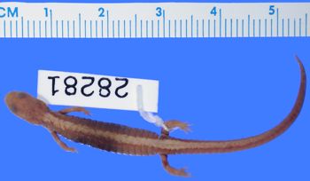 Media type: image; Herpetology A-28281